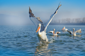 Bird landing to the blue lake water. Bird fly. Dalmatian pelican, Pelecanus crispus, landing in...