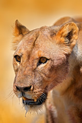 Lion face detail portrait. Panthera leo bleyenberghi. in Etocha NP, Namibia, Africa. Animal behavior in the nature habitat. Cats, open muzzle. Angry female.
