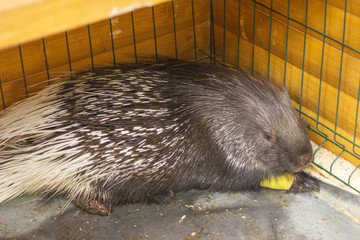 porcupine  animal zoo nature