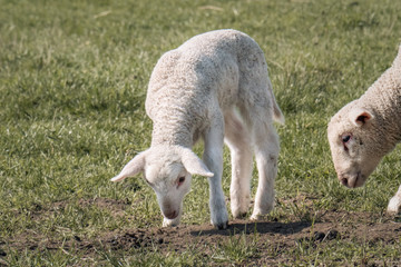 Obraz na płótnie Canvas two lambs in the field