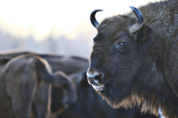 Aurochs bison in nature / winter season, bison in a snowy field, a large bull bufalo