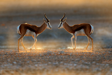 Springbok antelope, Antidorcas marsupialis, in the African dry habitat, Etocha NP, Namibia. Mammal from Africa. Springbok in evening back light. Sunset on safari in Namibia. - obrazy, fototapety, plakaty