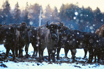 Aurochs bison in nature / winter season, bison in a snowy field, a large bull bufalo