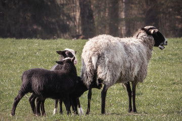 Fototapeta premium flock of sheep
