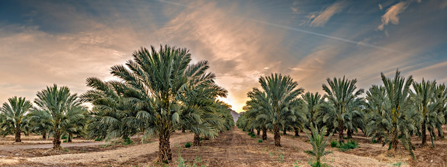 Panorama with plantation of date palms. Image depicts an advanced desert agriculture industry in the Middle East
