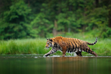 Amur tiger walking in the water. Dangerous animal, tajga, Russia. Animal in green forest stream. Grey stone, river droplet. Siberian tiger splashing water. Wildife scene from nature.