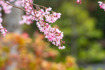 Cherry blossom in spring for background or copy space for text