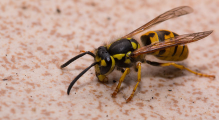 Wasp on wall
