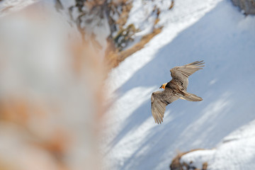 ammergeier or Bearded Vulture, Gypaetus barbatus, flying bird above rock mountain. Rare mountain bird, fly with snow, animal in stone habitat, Valais, Switzerland. Bearded Vulture-Eagle in flight abov