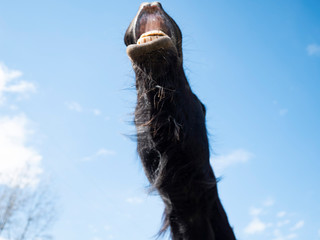 Horse with a curled nose