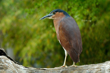 Rufous nankeen night heron, Nycticorax caledonicus, grey brown water bird sitting on the branch above the water, Australia. Wildlife scene from nature. Bird in the water with green vegetation.