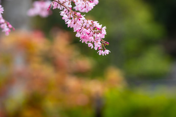 Cherry blossom in spring for background or copy space for text