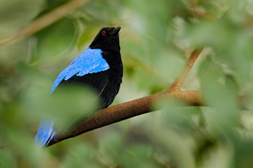 Asian Fairy-bluebird, Irena puella,  black and blue bird from southern China and the Himalayas. Cute animal in green vegetation.  Wildlife scene from Asia nature, bird hidden in green vegetation.