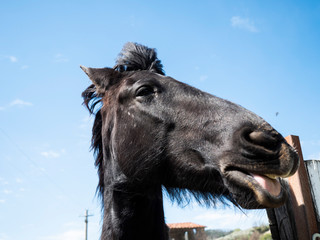 Cavallo nero con faccia divertente - obrazy, fototapety, plakaty