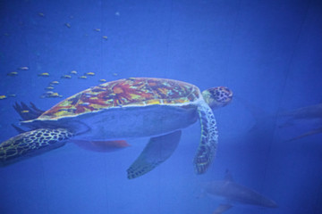 Fototapeta premium Expo in Astana