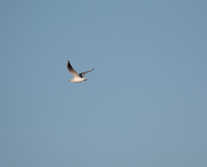 Mediterranean seagull on flight