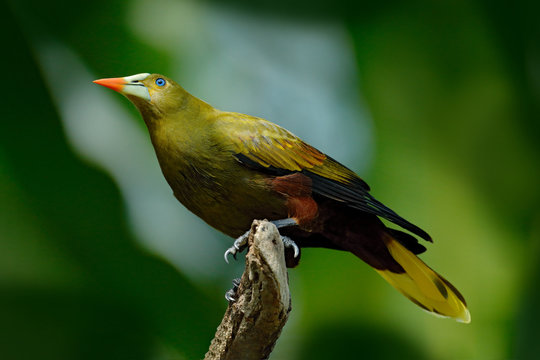 Green Oropendola, Psarocolius viridis, tropic bird with white bill and blue eye. Portrait of exotic bird from Brazil, clear green background. Wildlife scene,tropical nature,  birdwatching in America.