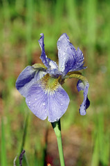 Iris at natural site (Iris Versicolor)