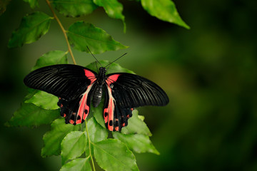 Fototapeta na wymiar Beautiful black butterfly, Scarlet or Red Mormon, Papilio rumanzovia. Big and colourful insect on the green branch.