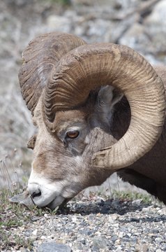 Bighorn Sheep (Ovis canadensis), Alberta, Canada