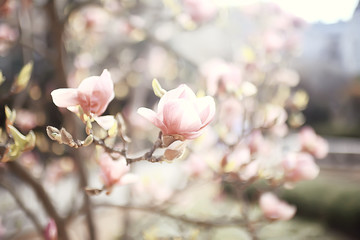 Fototapeta na wymiar magnolia blossom spring garden / beautiful flowers, spring background pink flowers