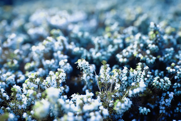 tender spring flowers background / beautiful picture of flowering branches