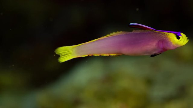 Close up shot of small colourful  tropical fish