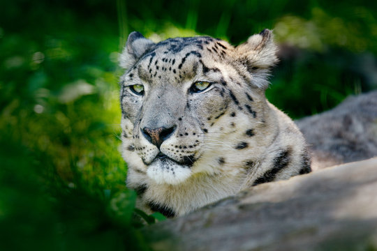 Face portrait of snow leopard with green vegation, Kashmir, India. Wildlife scene from Asia. Detail portrait of beautiful big cat, Panthera uncia.