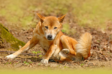 Naklejka na ściany i meble New Guinea singing dog, Canis dingo hallstromi, in the nature habitat during sunny day. Wild dingo in the forest, Australia. Wildlife scene from nature.