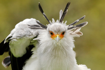 Secretary Bird, Sagittarius serpentarius, Portrait of nice grey bird of prey with orange face,...