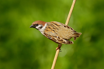 Songbird Tree Sparrow, Passer montanus, sitting on branch in sunny day during spring. Bird with...