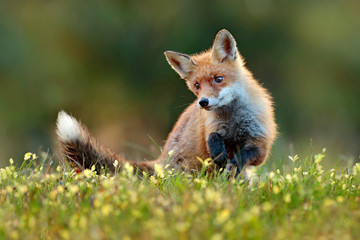 Cute Red Fox, Vulpes vulpes in fall forest. Beautiful animal in the nature habitat. Wildlife scene from the wild nature. Fox running in orange and yellow autumn leaves. Animal in fall wood habitat.