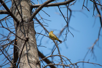 Palm Warbler in a Tree