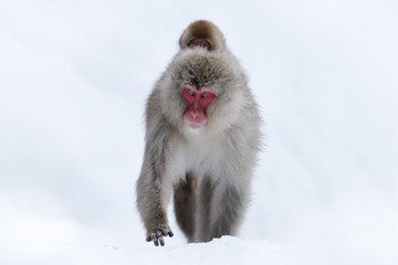 Monkey Japanese macaque, Macaca fuscata, sitting on the snow on Hokkaido, Japan.