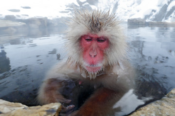 Fototapeta premium Monkey Japanese macaque, Macaca fuscata, red face portrait in the cold water with fog, animal in the nature habitat, Hokkaido, Japan. Wide angle lens photo with nature habitat.
