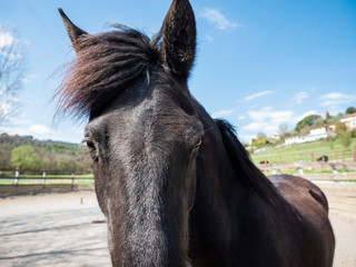 Ritratto cavallo nero