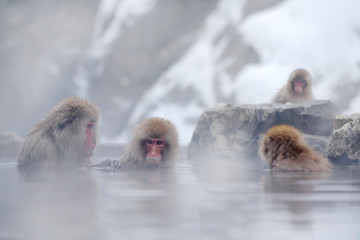 Monkey Japanese macaque, Macaca fuscata, red face portrait in the cold water with fog, animal in the nature habitat, Hokkaido, Japan. Wide angle lens photo with nature habitat. - Powered by Adobe