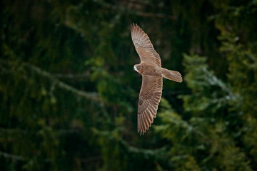 Gyrfalcon, Falco rusticolus, bird of prey fly. Flying rare bird with white head. Forest in cold winter, animal in nature habitat, Russia. Wildlife scene form nature. Falcon above the trees.