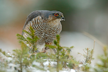 Eurasian sparrowhawk, Accipiter nisus, sitting on the snow in the forest with caught little songbird. Wildlife animal from nature. Bird in the winter forest habitat, with first snow.