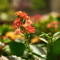 Beautiful inflorescence of flowers and buds of Kalanchoe