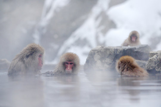 Monkey Japanese macaque, Macaca fuscata, red face portrait in the cold water with fog, animal in the nature habitat, Hokkaido, Japan. Wide angle lens photo with nature habitat.