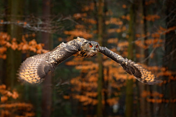 Eurasian Eagle Owl, Bubo bubo, with open wings in flight, forest habitat in background, orange...
