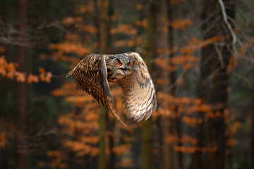 Eurasian Eagle Owl, Bubo bubo, with open wings in flight, forest habitat in background, orange autumn trees. Wildlife scene from nature forest, Russia. Bird in fly, owl behaviour.