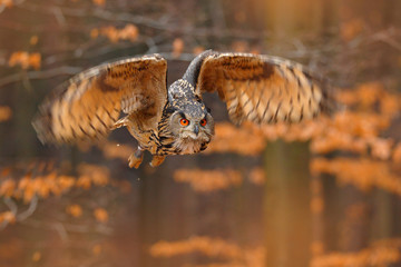 Eurasian Eagle Owl, Bubo bubo, with open wings in flight, forest habitat in background, orange...