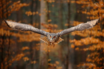 Eurasian Eagle Owl, Bubo bubo, with open wings in flight, forest habitat in background, orange...