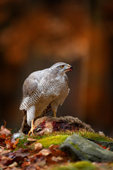 Animal behaviour, wildlife scene from nature. Goshawk in the orange vegetation.Goshawk, Accipiter gentilis, feeding on killed hare in the forest. Bird of Prey with fur catch in the habitat.