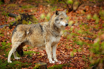Fototapeta premium Gray wolf, Canis lupus, in the spring light, in the forest with green leaves. Wolf in the nature habitat. Wild animal in the orange leaves on the ground, Germany.