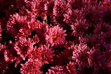 Fragment of a large bush of chrysanthemum with red flowers and buds