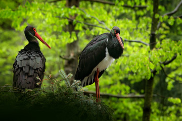 Detail of black stork. Wildlife scene from nature. Bird Black Stork with red bill, Ciconia nigra, sitting on the nest in the forest. Black and white bird with red bill.