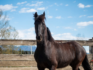 Obraz premium Frisian, black horse